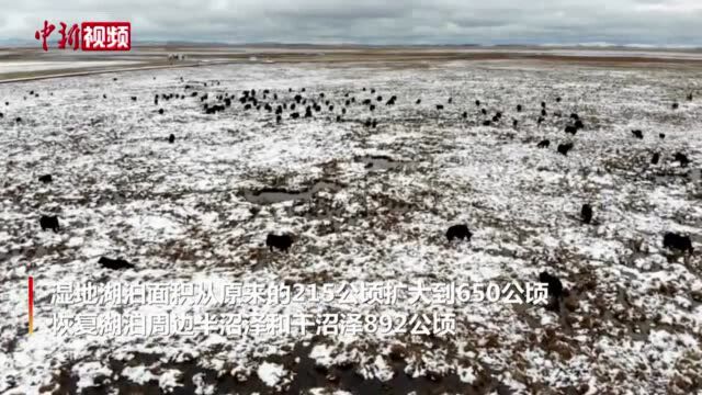 母亲河畔的中国四川若尔盖大草原雪后银装素裹