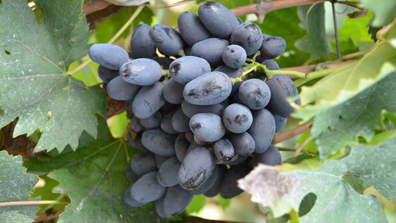 蜜光葡萄苗,蜜光葡萄苗厂家基地