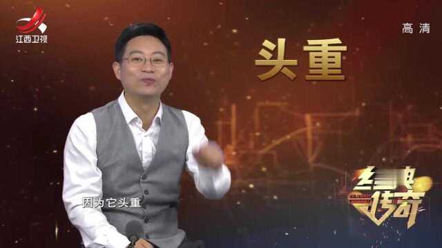 千年古树也怕“痒”?村民说这棵树一挠就会“笑”,专家说出真相