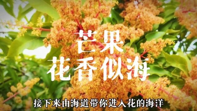 芒果花的海洋,漂香满园