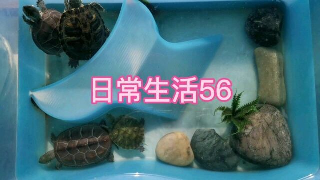 日常生活93乌龟篇56