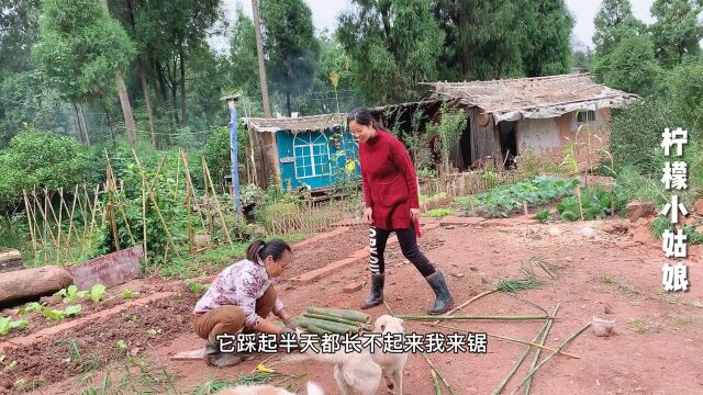 四川深山住着一户人家,一间茅屋一亩良田,过着与世无争的生活