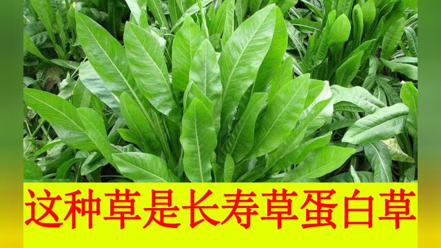 这种草被称为“蛋白草”和“长寿草”,既能食用,又有健康价值