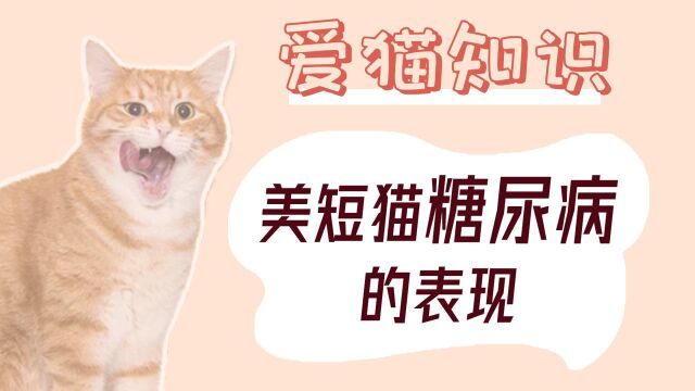 美短猫糖尿病的表现