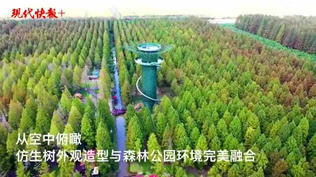 来“森林之眼”,俯瞰黄海森林公园