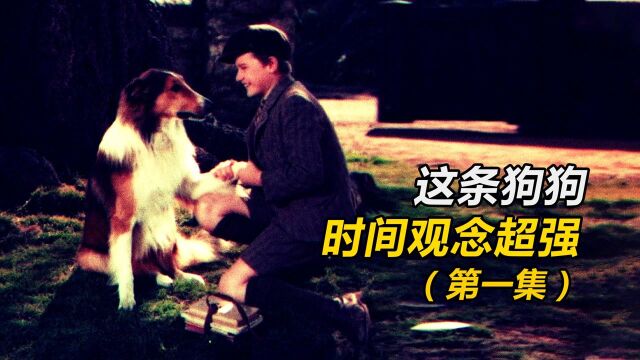 狗狗每天喊主人起床,接主人放学,却被卖了!《灵犬莱西》第1集