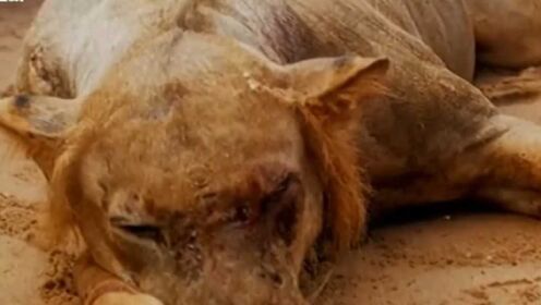 非洲坦桑尼亚，吃人狮子被射杀，愤怒的村民吃掉了它的肉