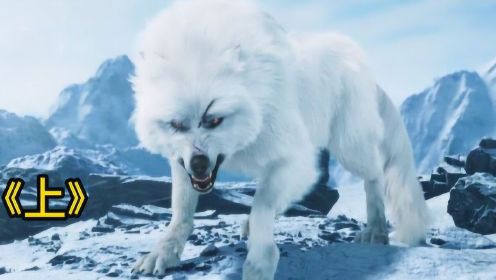 这是一头白狼王，行动迅速力大无穷，一群人都不是它对手