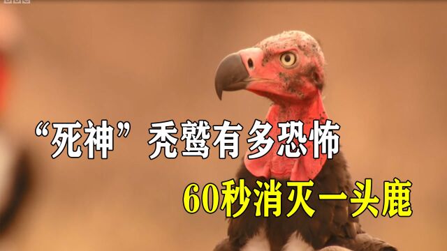 秃鹫到底有多恐怖?60秒消灭一头鹿,还被称为“草原上的清洁工”