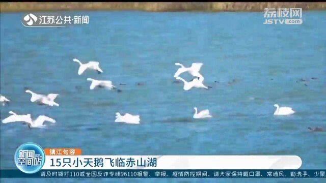 镇江句容:首批15只小天鹅飞临赤山湖“歇脚”