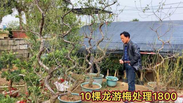 “不经一番寒彻骨,怎得梅花扑鼻香”50多年的原生红梅,1800一棵值吗?