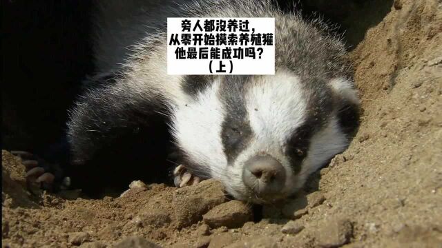 旁人都没养过,从零开始摸索养殖獾,他最后能成功吗?(上)