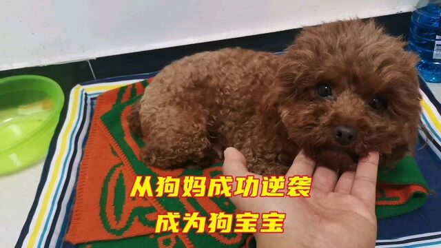 自从狗妈地三只狗宝宝去了新家,狗妈就成功的从狗妈逆袭成狗宝宝