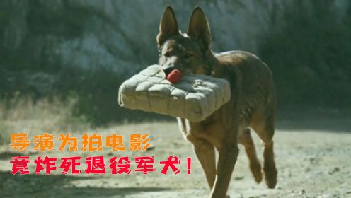 变态导演为了电影效果，故意炸死退役军犬，结局大快人心！