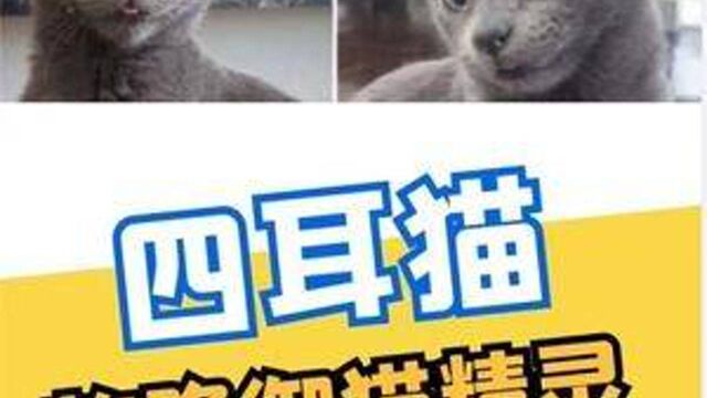 四耳猫真的存在吗?在乾隆年间,四耳猫被誉为皇家御猫