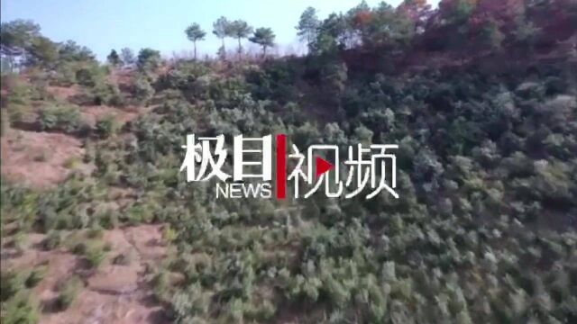 【视频】武汉新洲区5.2万亩油茶花“笑脸”迎客