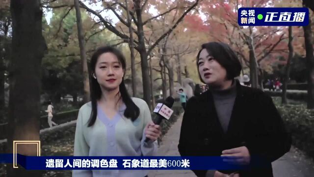 橙黄橘绿时 南京紫金山“最美600米”迎最佳观赏期