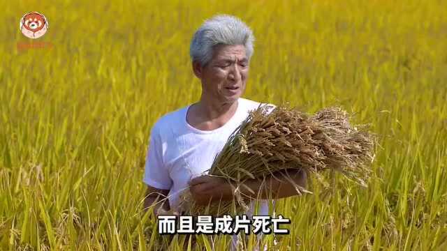 竹子开花是不祥的征兆?竹子开花之谜了解一下