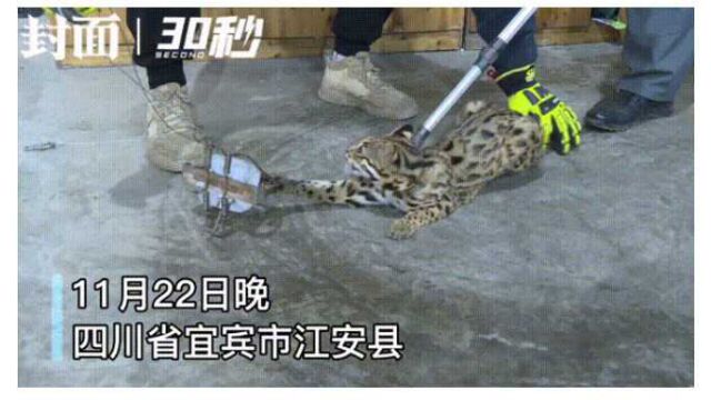 可爱又野性的豹猫 四川宜宾江安成功救助国家二级保护动物