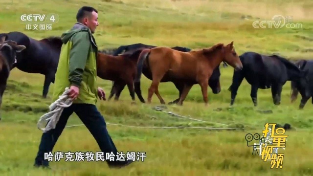 马肉肌纤维比牛肉更粗,肉质脆嫩,没有膻味,鲜香诱人