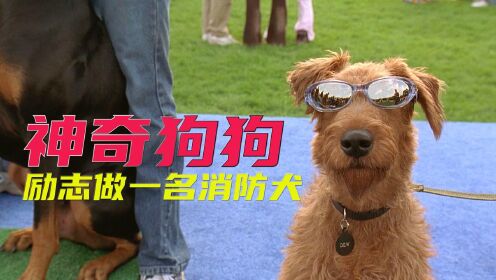 （中）拥有6000万粉丝的狗狗，放弃明星生活，成为了一条消防犬#好片推荐官