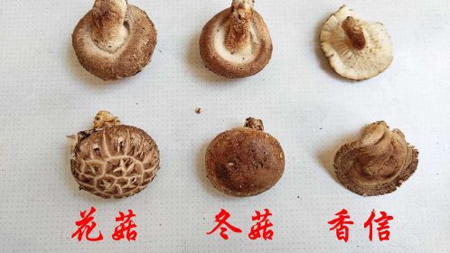 市場博物:香菇三態——花菇,冬菇,香信_騰訊視頻