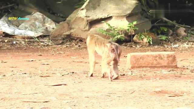 残疾的猴子精疲力竭,喝完牛奶后能够移动和行走很长一段路!