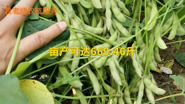 这个大豆新品种,平均亩产669.46斤,适合哪里种植