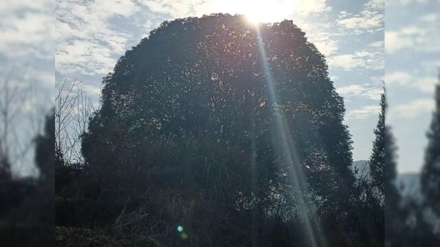 湖北首十堰市竹山县惊现千年月老树!你还单身吗?