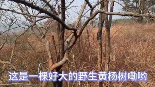 湖南又发现了一棵野生的黄杨树,小六说要挖回去