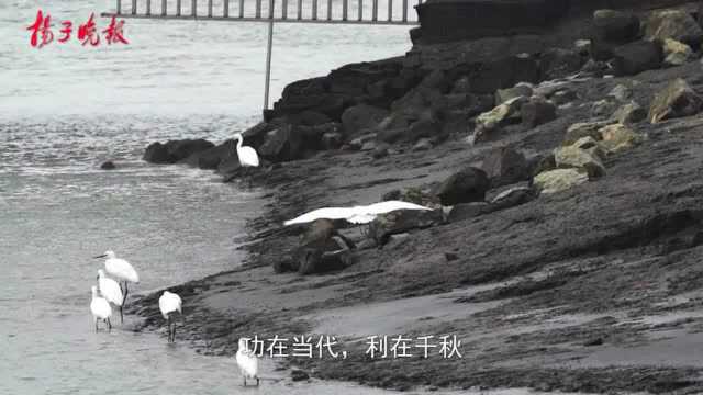 【视频】来下关滨江风光带 赏鱼跃鸢飞