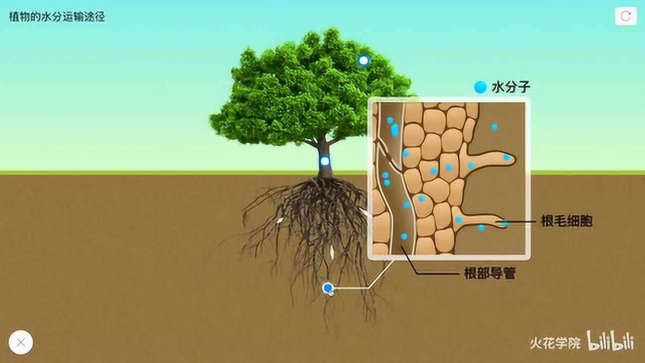 植物的水分运输途径