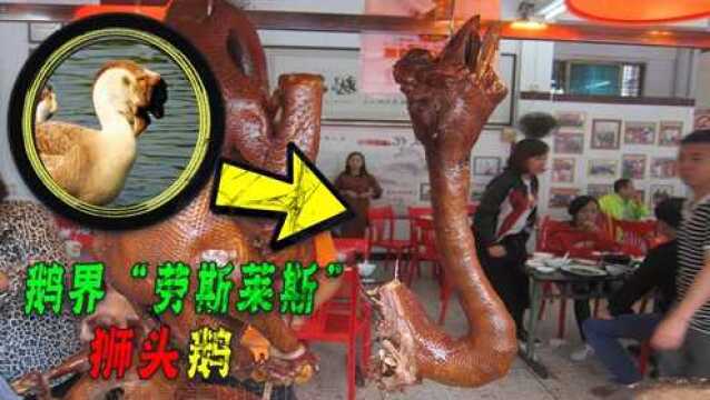 鹅界“劳斯莱斯”狮头鹅,鹅头一只拍卖价上万元,为何无人敢养?