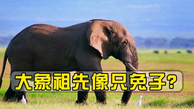 大象是怎么进化出来的?大象祖先像只兔子?从海洋中进化而来!