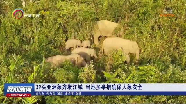 39头亚洲象齐聚江城,当地多举措确保人象安全