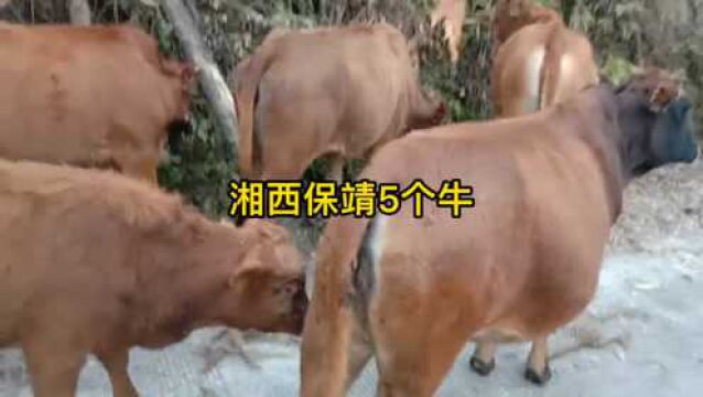 湘西保靖5个放养的土黄牛,农户舍不得花钱配冻精想把牛给处理了