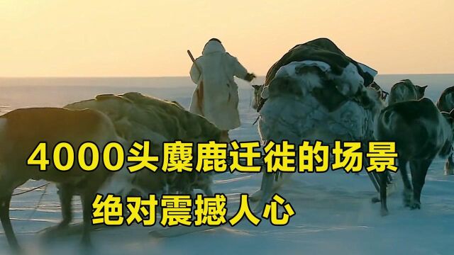 在这个冰天雪地里,4000头麋鹿迁徙的场景,绝对震撼人心