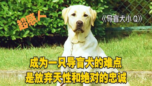 导盲犬小Q：成为一只导盲犬的难点，是放弃天性和绝对的忠诚！