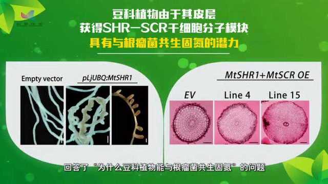 为什么豆科植物能与根瘤菌共生固氮?中国科学家取得重大发现