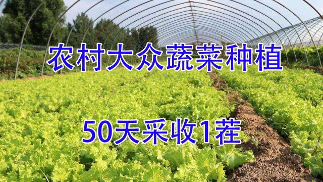 又一来钱快的种植,2个月收入27万,亩产5000斤,关键是不愁销路