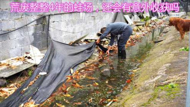 之前室外场地的石蛙没有彻底捉完,整整4年过去,没想到真有惊喜