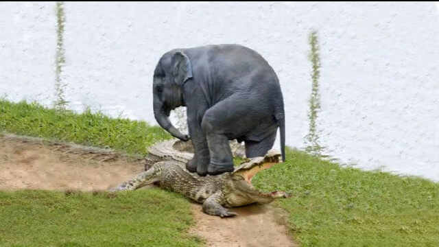 动物世界,大象妈妈勇敢地从鳄鱼中拯救小象