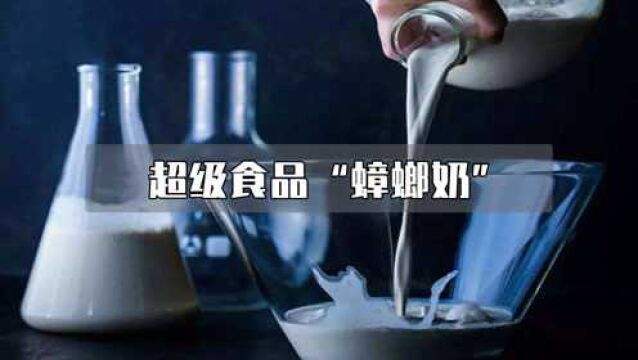 营养丰富的超级食品——蟑螂奶,你敢尝一口吗?