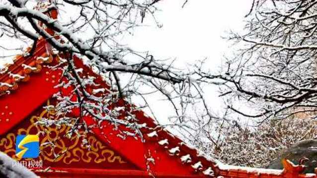 一分钟视频看雪后邹城峄山雾凇云海 景美如画