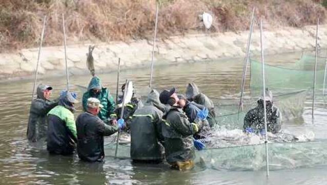 (电视通稿ⷥ›𝥆…ⷧ侤𜚩江苏兴化:鱼跃人欢 冬季捕鱼庆丰年