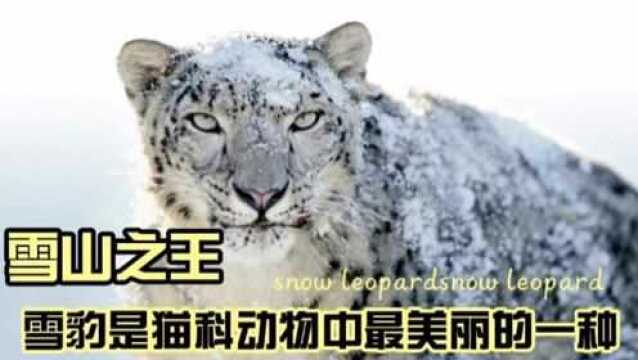 雪山之王雪豹是猫科动物中最美丽的一种