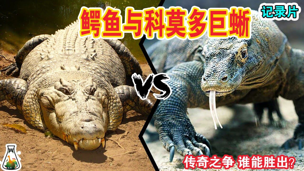 纪录片:鳄鱼与科莫多巨蜥,两大传奇之争,谁能获得胜利?
