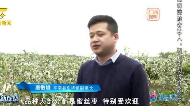 广西广播电视台:《贵港平南:东华青枣迎丰收 农民增收乐开怀》