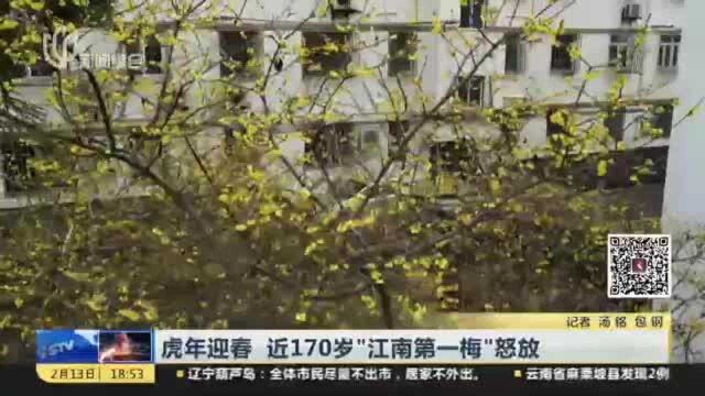 虎年迎春 近170岁“江南第一梅”怒放