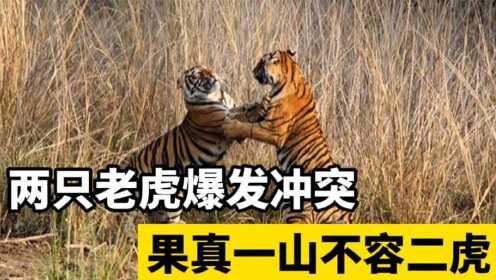 两只老虎打架，厮打在一起还互扇巴掌，果真一山不容二虎！